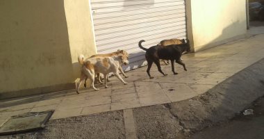 قارئ يشكو من انتشار الكلاب الضالة بأرض الجنينة فى الوايلى بالقاهرة