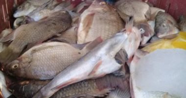 إعدام 500 كيلو سمك غير صالحة للاستهلاك بمدينة البلينا جنوب سوهاج