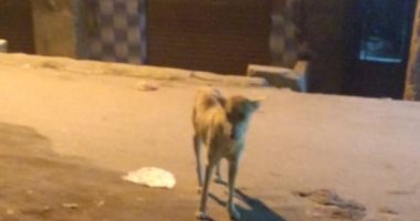 قارئ يشكو انتشار الكلاب الضالة بمنطقة بشارع المطبعة فصيل