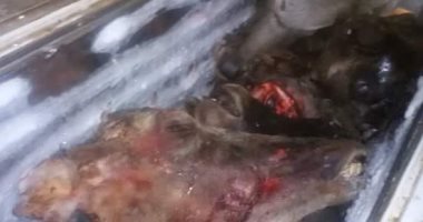 ضبط لحوم وأحشاء حيوانات نافقة ومريضة تم ذبحها بالعسيرات فى سوهاج