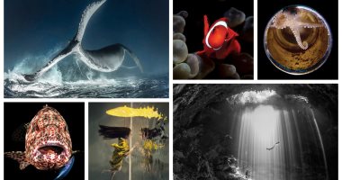 عالم البحار.. صورة من "مرسى علم" تفوز بمسابقة عالمية للتصوير تحت الماء