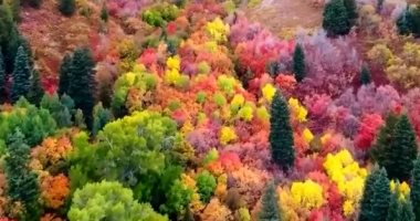 أشجار ولاية يوتا الشمالية فى فصل الخريف لوحة فنية
