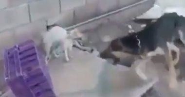 "معذب القطط بالكلاب".. فيديو صادم يتصدر "تويتر" فى السعودية
