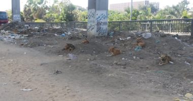 شكوى من انتشار القمامة والكلاب الضالة أسفل كوبرى أبيس فى الإسكندرية