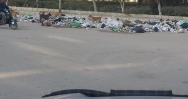 القمامة والكلاب الضالة مشاكل تؤرق أهالى زهراء مدينة نصر