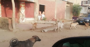 صور.. شكوى من انتشار الكلاب الضالة بشوارع صقر قريش فى مدينة نصر