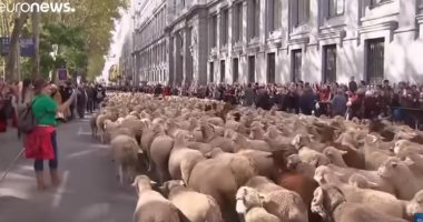 شاهد.. آلاف الخراف تتجول فى شوارع العاصمة الأسبانية مدريد