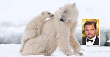 ليوناردو دى كابريو يطالب بحماية الدببة القطبية من ترامب.. فيديو وصور