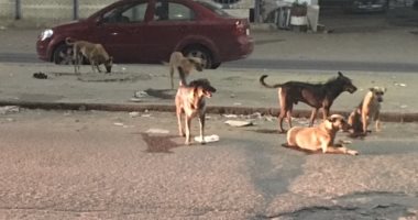 شكوى من انتشار الكلاب الضالة بمكرم عبيد فى مدينة نصر