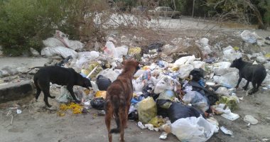 صور.. القمامة والكلاب الضالة تحاصران أهالى الحى السويسرى بمدينة نصر