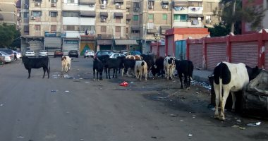 اضبط مخالفة.. قطيع من المواشى يتجول فى شوارع بورسعيد.. صور