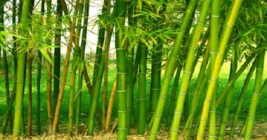 15 ميزة لنبات البامبو.. أهمها استخدامه فى صناعات الورق والأثاث والسجاد والغزل