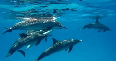 صور.. "صمداى" مرسى علم.. هنا يعيش آلاف الدلافين فى مياه البحر الأحمر