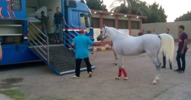 صور.. فتح باب تصدير الخيول إلى الأردن لأول مرة منذ 8 سنوات 