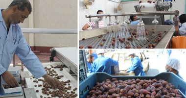 التصديرى للصناعات الغذائية يدرس مضاعفة صادرات مصر من التمور