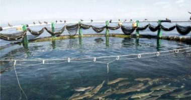 فيديو وصور.. مشروع الاستزراع السمكى شرق قناة السويس يساهم فى سد الفجوة الغذائية