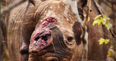 مصور يحكى مأساة وحيد قرن مهدد بالانقراض مات بعد قطع قرونه .. اعرف الحكاية