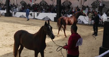انطلاق فاعليات اليوم الأول لمهرجان الخيول العربية بالمنوفية