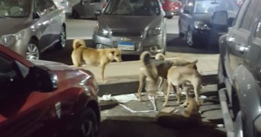 الكلاب الضالة تروع أهالى شارع حافظ رمضان بمدينة نصر