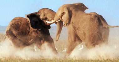 فيديو يرصد صراع ذكرين من الفيلة الأفريقية من أجل البقاء
