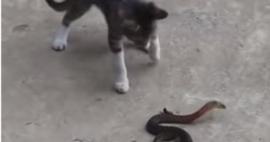 من سينتصر؟.. معركة شرسة بين ثعبان قاتل وقطة تهاجمه ببسالة (فيديو) 