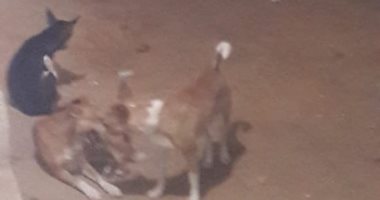 قارئ يشكو انتشار الكلاب الضالة بشارع الوحدة بمنطقة إمبابة