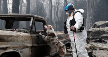 كلاب غابات كاليفورنيا تبحث عن أصحابها بعد حرائق أودت بحياة 50 شخصا