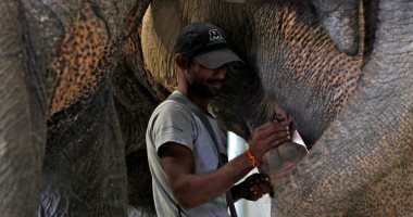 صور.. لحماية "الفيل الهندى".. مستشفى كامل التجهيزات لعلاج الأفيال