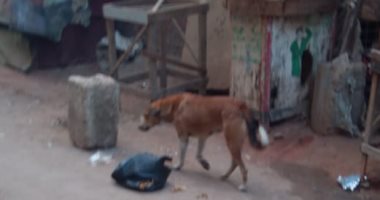 قارئ يشكو انتشار الكلاب الضالة بشارع السوق بمنطقة بشتيل
