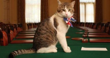 ألو أنا القطة.. شاهد كيف يفتح باب مكتب رئيسة وزراء بريطانيا للقط لارى