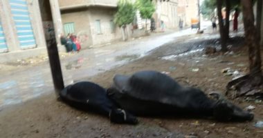 مزارع بعد صعق مواشيه بسبب الأمطار بالشرقية: أطالب المحافظ بالتعويض
