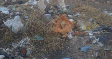 شكوى من انتشار القمامة والحيوانات النافقة فى مقابر سيدى غازى بكفر الشيخ