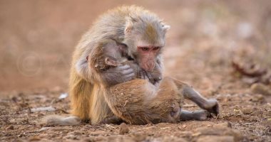 "أمومة القرود" فى صورتين.. مشهد يكشف حنان وعاطفة الحيوانات لم تشاهده من قبل