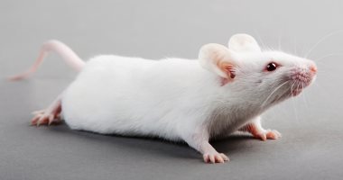 اكتشاف علمى جديد.. باحثون ينجحون فى توليد جنين فأر بقلب نابض من خلايا جذعية