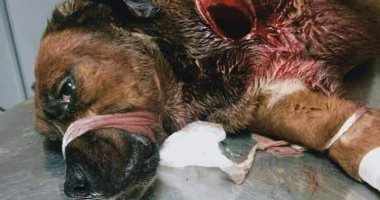 حبس الجزار المتهم بقتل كلب وإصابة آخر بساطور بعد "عضه" فى الدقى 