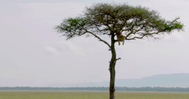 يا خسارتك يا ملك الغابة.. أسد يتسلق شجرة بمحمية طبيعية فى كينيا هروباً من 3 لبئوات