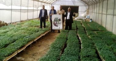 محافظ سوهاج : تحويل صوبات المدارس الزراعية إلى وحدات لإنتاج شتلات الخضر