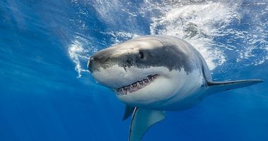 دراسة أسترالية: التغير المناخى يؤثر على طريقة سباحة أسماك القرش