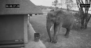 "تفتكر حد مدربه".. "فيل" يضع القمامة فى سلة النفايات.. فيديو 