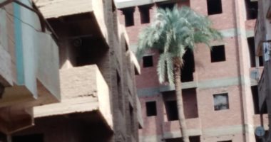 قارئ يستغيث من وجود نخلة آيلة للسقوط على مبانى سكنية فى سوهاج