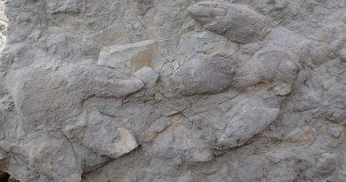 عمرها 145 مليون سنة.. الصدفة تكشف حفريات دنياصورات طول خطوتها  2 سم فقط