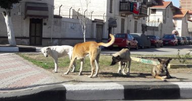 قارئ يشكو من انتشار الكلاب الضالة  فى شارع دارا بسيدى جابر بالإسكندرية