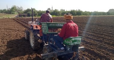 توقعات بزيادة إنتاج مصر من البطاطس إلى 5 ملايين طن فى 2019