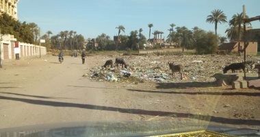 قمامة وكلاب الضالة أمام مدرسة الدموكى بحى غرب سوهاج ومناشدة بحل الأزمة