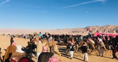 ختام سباق للهجن بمنطقة أبو زنيمة بجنوب سيناء 