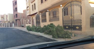 قارئ يرصد قيام مجلس مدينة الشروق بقطع أشجار الإسكان الاجتماعى أمام المنازل