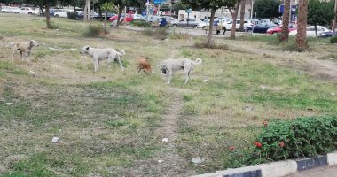 قارئ يشكو انتشار الكلاب الضالة بشارع سيد زكريا خليل شيراتون