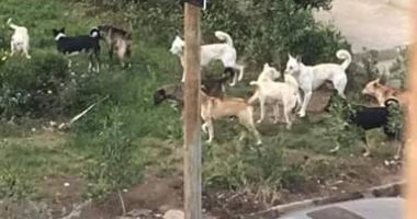 قارئ يشكو انتشار الكلاب الضالة بمساكن صقر قريش فى مدينة نصر