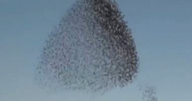 فيديو.. طيور "الزرزور" تتراقص بتناغم فى سرب كبير بسماء فلسطين