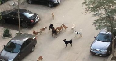 قارئ يشكو من انتشار الكلاب الضالة بشوارع زهراء مدينه نصر